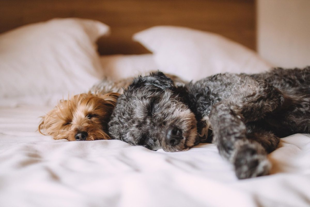 Comparatif des positions de sommeil pour soulager le dos